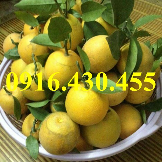 Cây giốngcam vinh